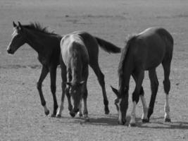 wild horses and folas photo