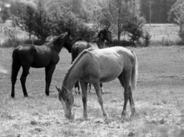 muchos caballos en Alemania foto