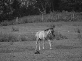 wild horses in germany photo