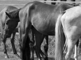 Horses on a german field photo