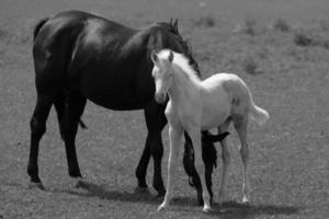 wild horses and folas photo