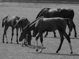 wild horses and folas photo