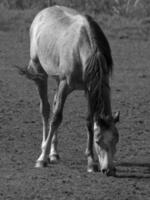 Horses on a german field photo