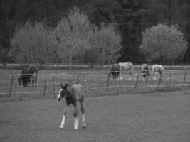 wild horses and folas photo