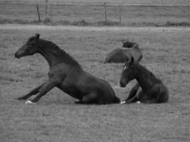 wild horses and folas photo