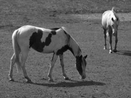 wild horses and folas photo