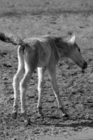 wild horses in germany photo