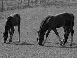 wild horses and folas photo