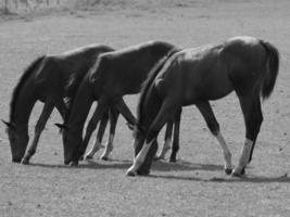 wild horses and folas photo