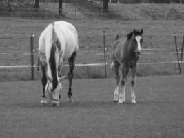 wild horses and folas photo