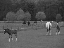 wild horses and folas photo