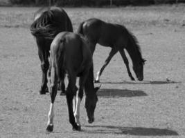 caballos en un alemán campo foto