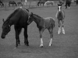 wild horses and folas photo