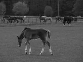 wild horses and folas photo