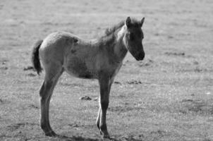 caballos salvajes en alemania foto