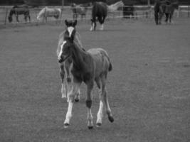 wild horses and folas photo