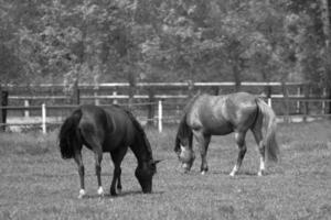 wild horses and folas photo