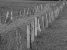 wild horses and folas photo