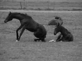 wild horses and folas photo