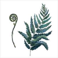 Fern painted with watercolors on white background. Dark green forest plants branch. Forest herb. vector