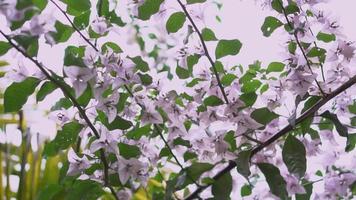 bellissimo persone chilling nel il giardino con il fiore e il swing video