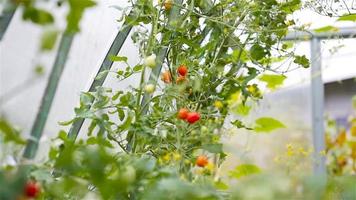 Red tomatoes in greenhouse, Woman cutting off her harvest video