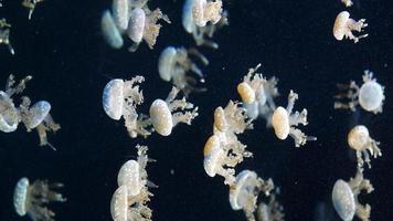 Jellyfish in the aquarium in dark green color video