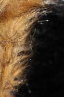 Artificial brown winter jacket hairs close up background stock photography high quality big size print photo