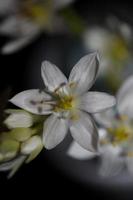 White star flower blossoming close up botanical background ornithogalum family asparagaceae big size high quality print photo