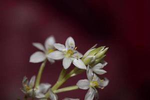 White star flower blossoming close up botanical background ornithogalum family asparagaceae big size high quality print photo