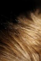 Artificial brown winter jacket hairs close up background stock photography high quality big size print photo