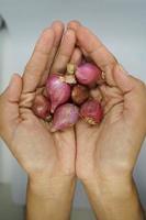 Shallot with a white background. photo