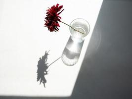 Red flowers in glass photo