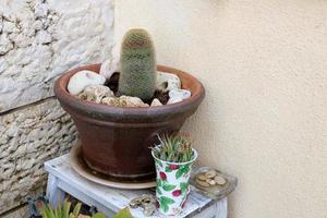 Flower pot with green plants in the city park. photo