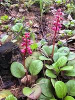 Close Up Image of Pyrola photo