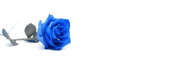 Blue rose. Blue rose close up on white background, toned photo