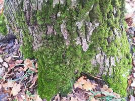 Embossed texture of brown tree bark. Photograph of a tree bark texture. Embossed creative texture of old oak bark. photo