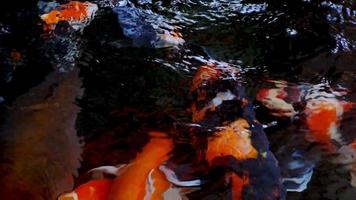 peixes koi japoneses ou carpas chiques nadam em um viveiro de peixes feito de pedra preta. animais de estimação populares para relaxamento e significado do feng shui. animais de água doce que fazem as pessoas os manterem para dar sorte video