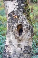 viejo tronco de árbol con un gran agujero. noorderheide, elspeet, los países bajos. foto