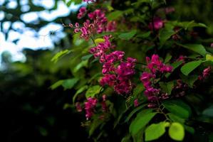 Plants in the Philippines photo