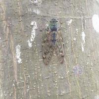 Flies Close Up In Outdoor photo