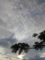 silueta de rama de árbol contra el fondo del cielo de la tarde foto