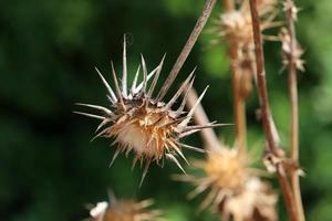 Thorny plants and flowers in a forest clearing. photo