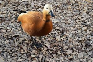 Duck standing on a wood chip coatingnear lake photo