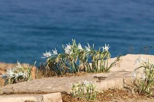 pancrasium crece en la arena a orillas del mar mediterráneo. foto