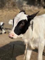 Cow and her baby white and brown photo