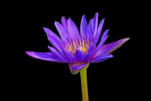 lotus flower in the black background photo