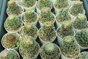 hermoso cactus de primer plano en el jardín. varios tipos de mercados de cactus de belleza o granjas de cactus. concepto de plantas de invernadero. foto