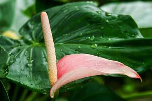 Anthurium flowers and morning dew drops green leaves photo