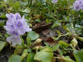 water hyacinth stranded on plantations due to flooding photo